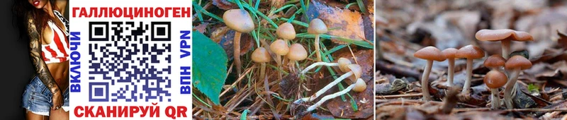Псилоцибиновые грибы Psilocybine cubensis как найти закладки Щучье